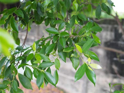 芙蓉避邪|各種避邪植物：抹草（茉草）、榕樹葉、芙蓉葉 – G. T. Wang